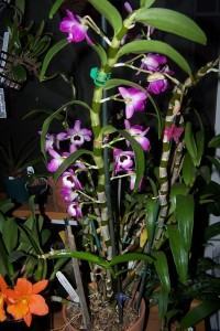 Orquidea Dendrobium Nobile