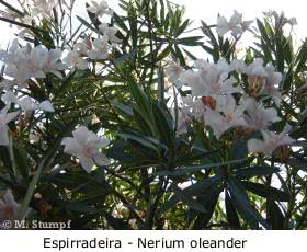 Espirradeira (Nerium Oleander)