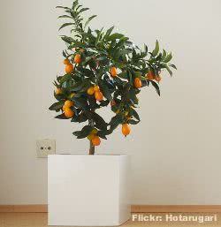 kumquat-vaso