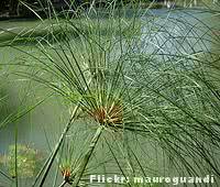 Plantas que filtram a água papiro