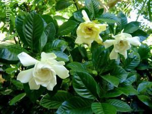 Dicas de Plantas Perfumadas para Cultivar no seu Jardim