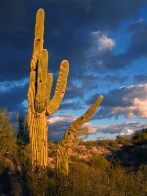 Cactus no deserto