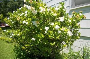 Jasmim do Cabo (Gardenia jasminoides) - FazFácil
