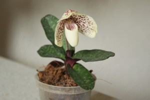 Orquídea Sapatinho ou queixuda (Paphiopedilum) - FazFácil