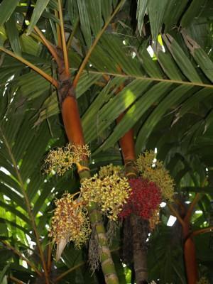 Frutas da palmeira Areca