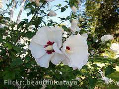 hibisco branco