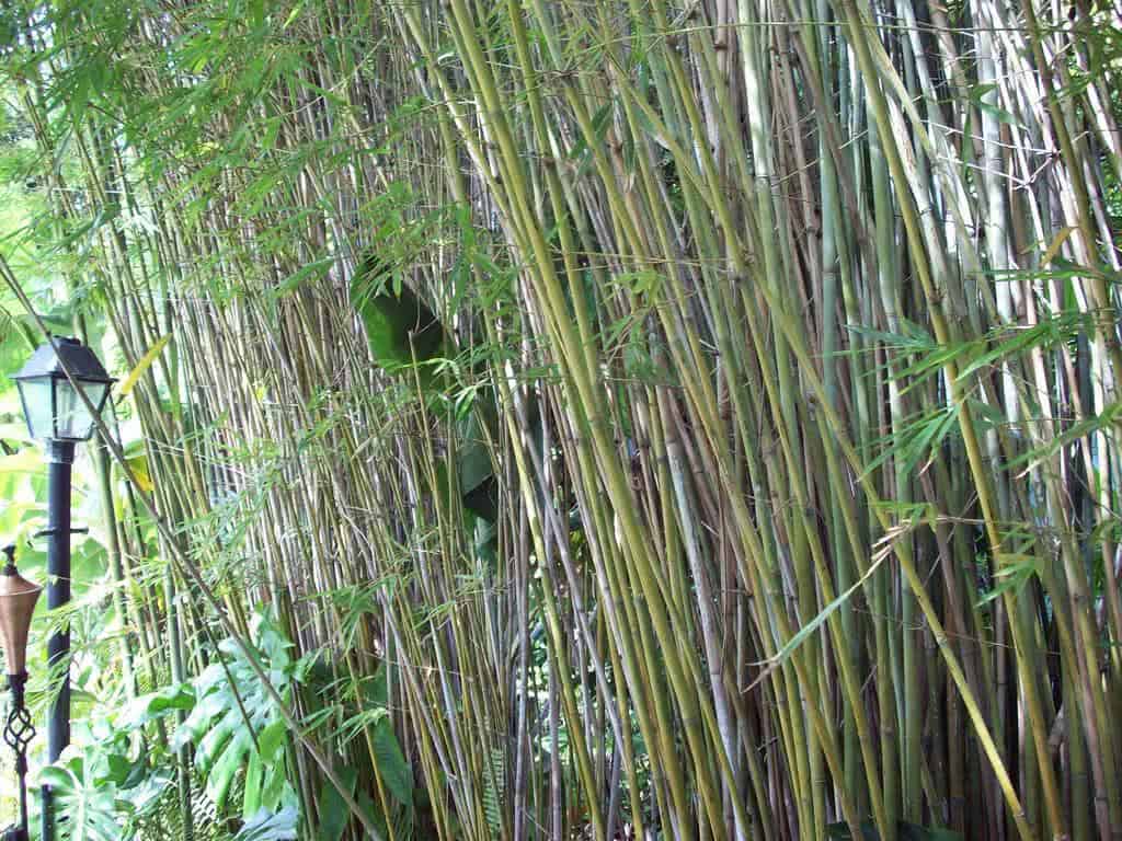 Bambuzinho de jardim (Bambu gracilis) - FazFácil