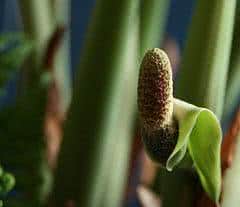 flor de zamioculcas