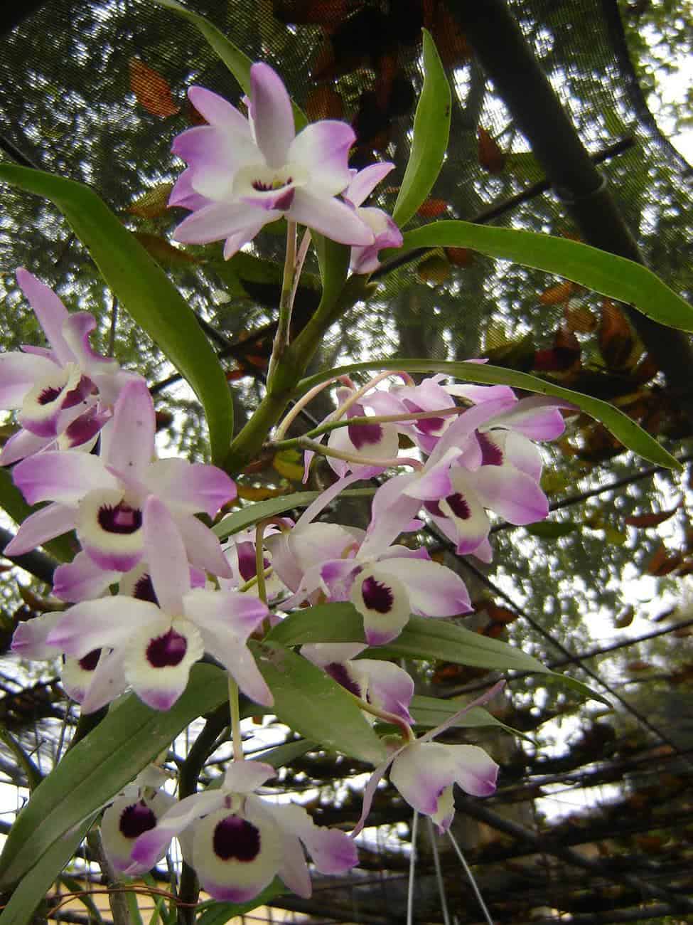 Orquídea Olho-de-Boneca (Dendrobium nobile) - FazFácil