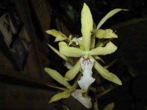Orquídea Miltonia Flavescens