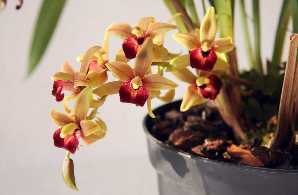 Orquídea Cimbido (Cymbidium) - FazFácil