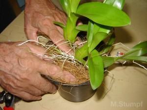Plantando a muda de orquídeas