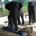 Elefantes dando uma massagem