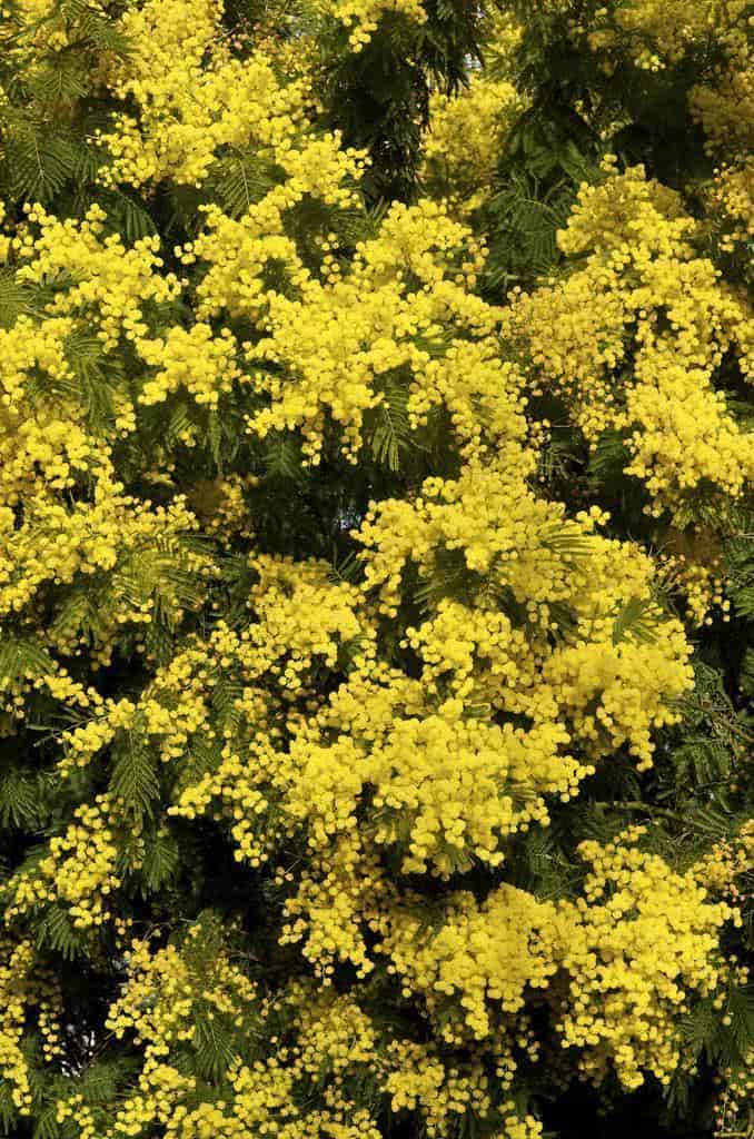 Acácia Mimosa (Acacia podalyriifolia) - FazFácil