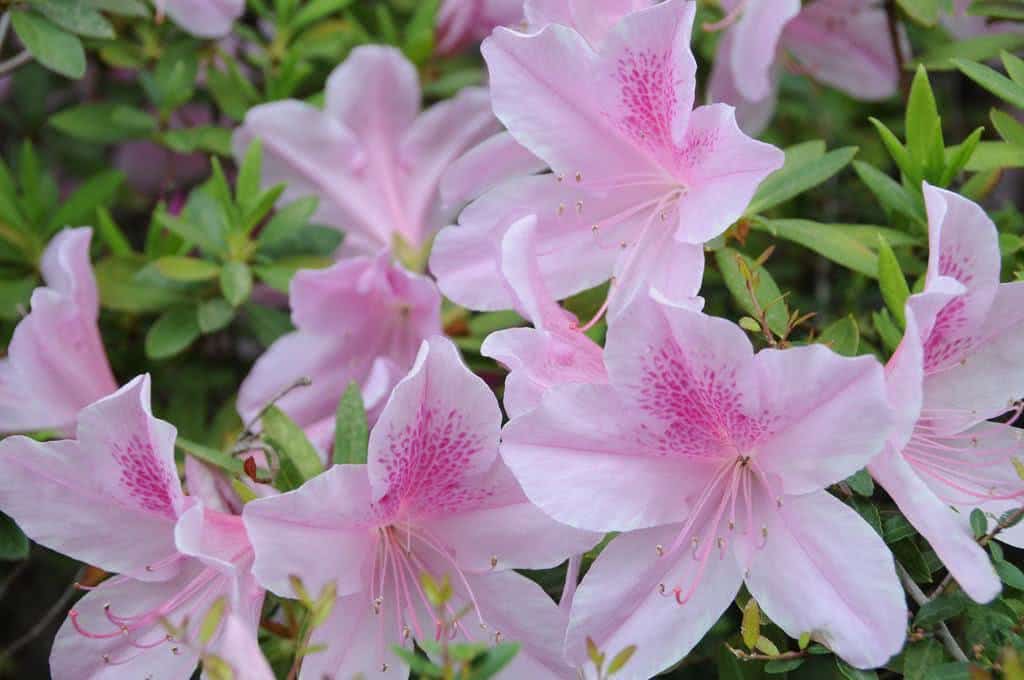 Como plantar a Azaleia (Rhododendron simsii) - FazFácil