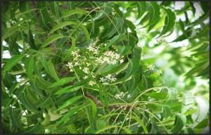 Venenos verdes - Árvore de Nim (Azadirachta indica)