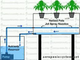 Cultivo hidropônico - hidro aeroponia