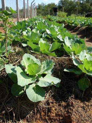 Couve (Brassica oleracea) - Couves plantadas