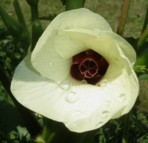 Quiabo (Abelmoschus esculentus) - A flor do quiabo