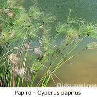 papiro lago