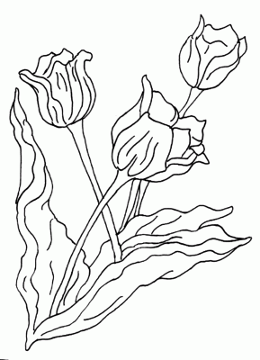 Riscos de tulipa para argila
