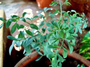 Arruda (Ruta graveolens) Arruda (Ruta graveolens)