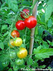 tomate_cultivo