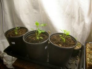 Plantio das sementes - Tomates nascendo em vaso