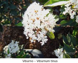 Viburno (Viburnum tinus)