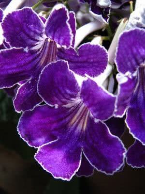purple streptocarpus