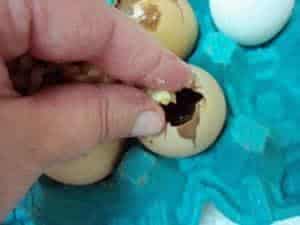 pascoa ovos 