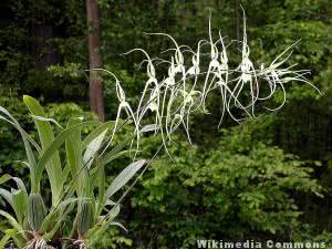 Orquídea Brassia Verrucosa