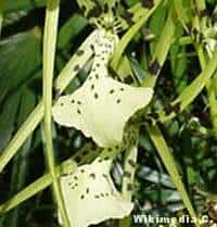 Orquídea Brassia Verrucosa  flor