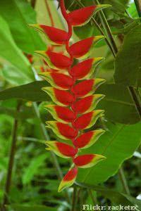 heliconia flor 