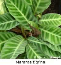 maranta-tigrina
