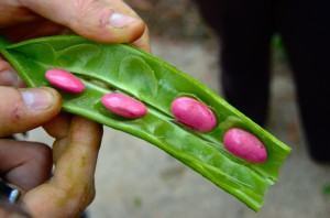 Vagem (Faseolus vulgaris) - sementes de feijão