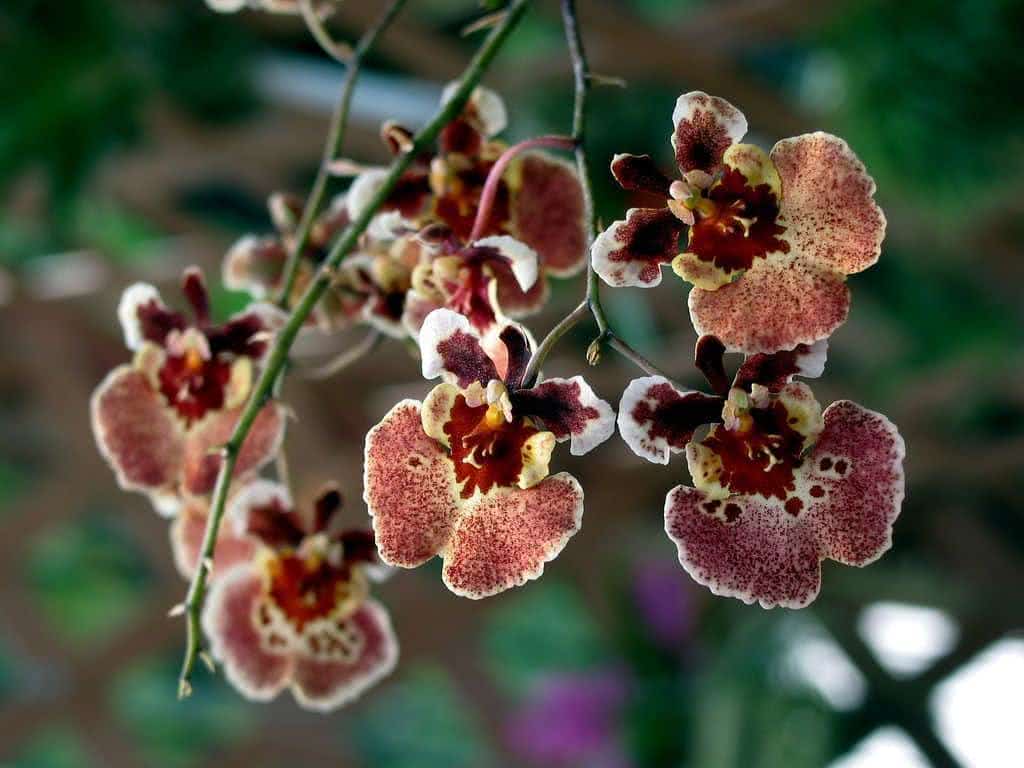 Orquídeas: recipientes, vasos e substratos! - FazFácil