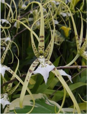 Orquídea Brassia Verrucosa ll
