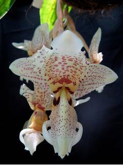 orquídea-stanhopea-oculata