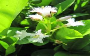 Vagem (Faseolus vulgaris) - Feijão em flor