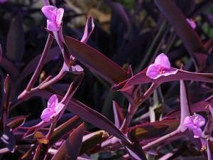 tradescantia-pallida-flor