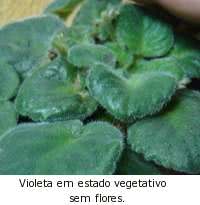 Violetas africanas estado  vegetativo