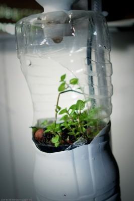 Plantas crescendo em garrafa pet