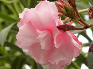 Espirradeira (Nerium Oleander)