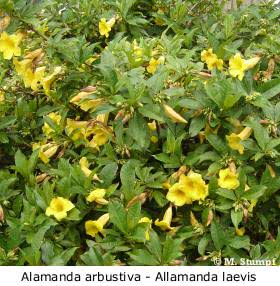 Alamanda arbustiva (Allamanda laevis) - FazFácil