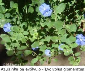 Azulzinha (Evolvulus glomeratus)