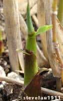 Bambu Mossô (Phylostachys Pubescens) - muda