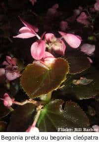 Begônia preta (Begonia boveri) - FazFácil