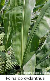 Ciclanto (Cyclanthus bipartitus) a folha