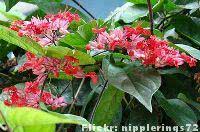 clerodendro